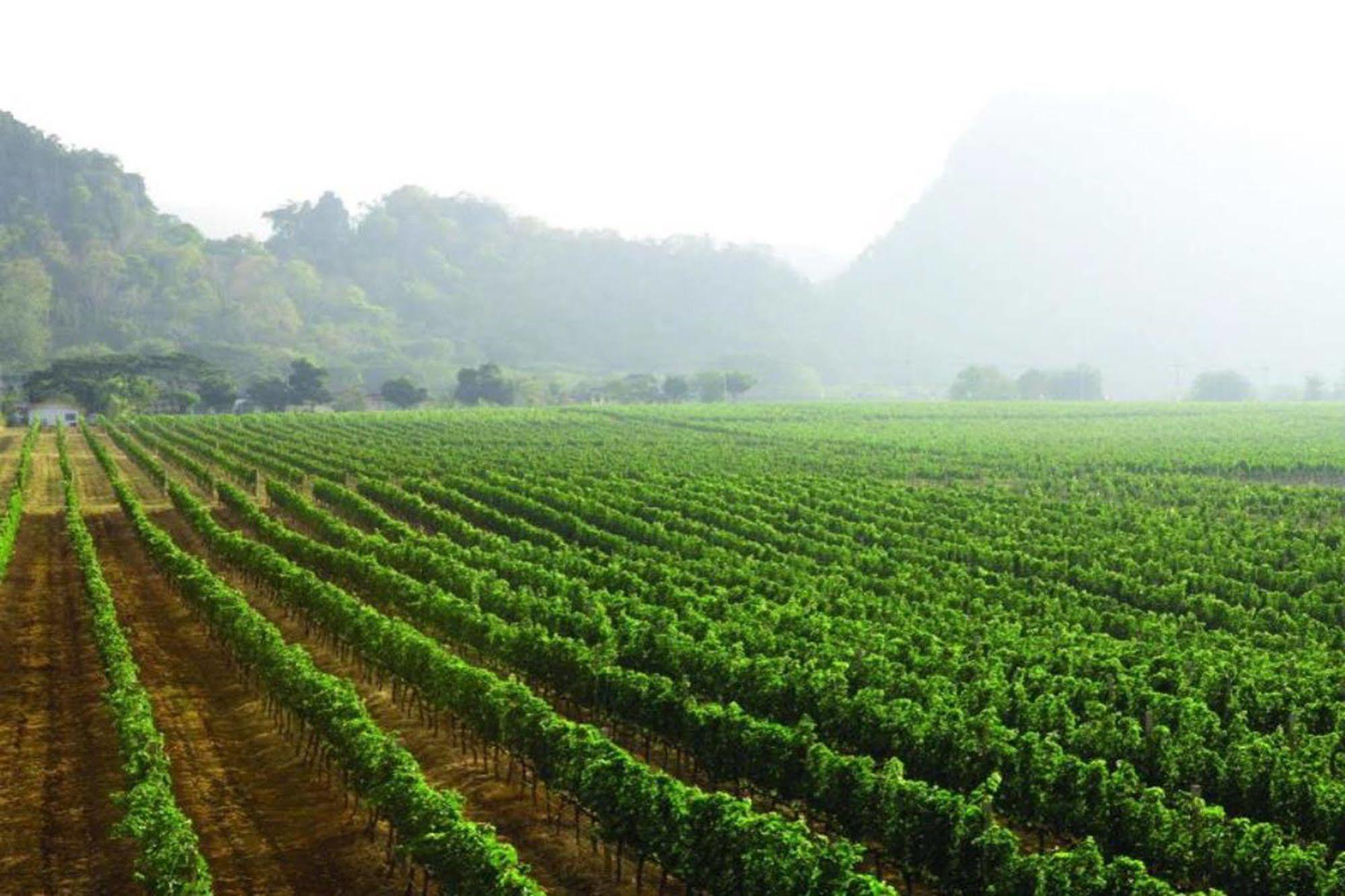 Granmonte Wine Cottage Phayayen Zewnętrze zdjęcie